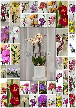 蘭花,鮮花,海報