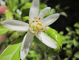 檸檬花,檸檬,花