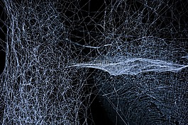 web,蜘蛛,白