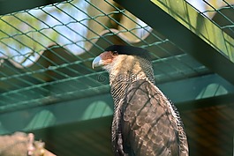 鳥(niǎo),飛,條例草案