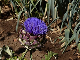 朝鲜蓟,紫,开花