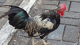公雞,鳥,顏色