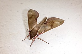 蛾类,蝴蝶,昆虫