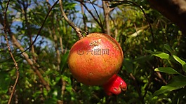 石榴,水果,性質(zhì)