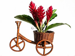 鲜花,安排,德卡