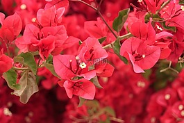 性質,花卉,分支