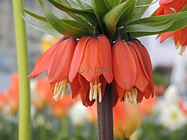 帝冠,橙,開花