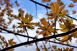 樹(shù),天空,葉子