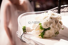 花,白,花瓣