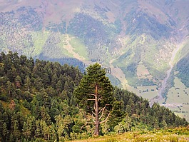 孤獨的樹,邊坡,山