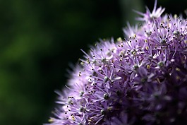 野花,開花,紫