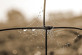 蜘蛛網(wǎng),露珠,雨滴