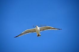海鷗,藍(lán)色,鳥