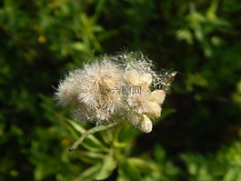植物,野生,種子