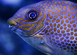 魚,水族館,顏色