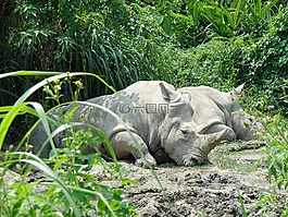 犀牛,泥,動(dòng)物園