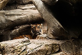 虎,野生動物,動物