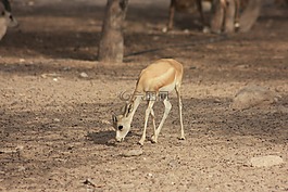 羚羊,野生動(dòng)物園,自然公園