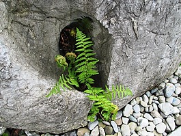 石,蕨類,鵝卵石