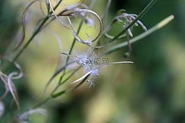 野花,開花,紫