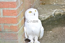 雪鸮,白,猫头鹰