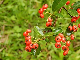 山楂,植物,野生