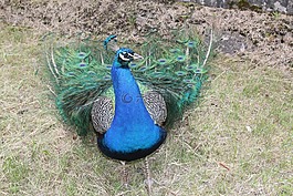 孔雀,鳥,動(dòng)物園
