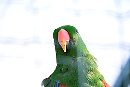 ara,鸚鵡,鳥