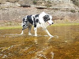邊境牧羊犬,狗,寵物