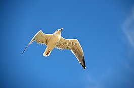 海鷗,藍(lán)色,鳥