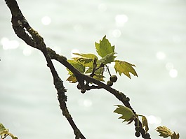 葉子,科,湖