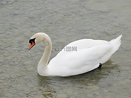 天鵝,cygnini,動物