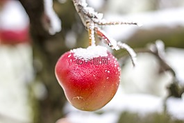 蘋果,冬季,雪
