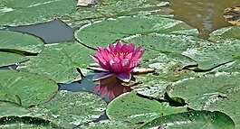睡蓮,葉,池塘