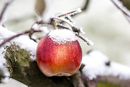 蘋果,冬季,雪