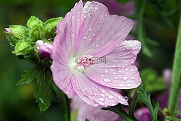錦葵,麝香錦葵,花