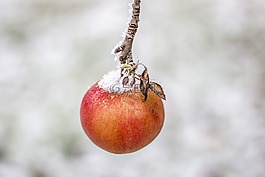 蘋果,冬季,雪