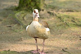 鴨,動物,羽毛