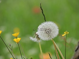 蒲公英,蒲公英教派,ruderalia
