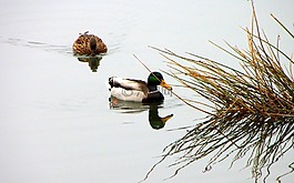 野生,鴨子,游泳