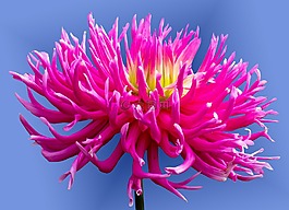 花,開花,嬌琴紗