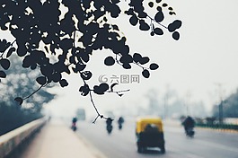 樹,葉子,路