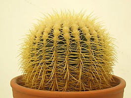 仙人掌,植物,綠色