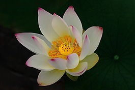 陽痿,蓮花,我