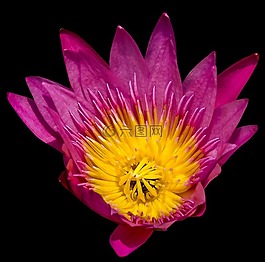 睡蓮,花,開花