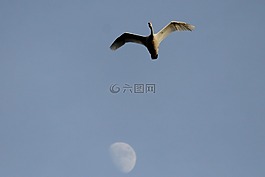 天鵝,鳥,月亮
