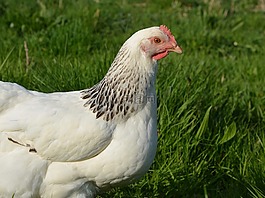 母雞,蛋雞,國內動物
