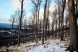冬季,林,树