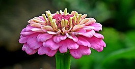 性質(zhì),花,百日草
