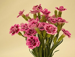 康乃馨,花,粉红色
